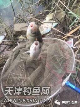 轻口鲫鱼漂如何调漂,黑坑滑口轻口鲫鱼调漂