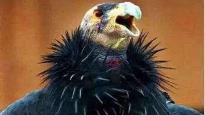 地球上十大杀手动物,地球上的动物杀手