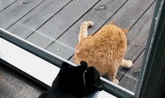 自从有了橘猫,我终于体会到什么叫“十橘九渣”!