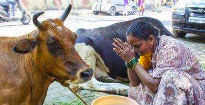 牛尿治新冠病毒,印度牛尿治新冠现场