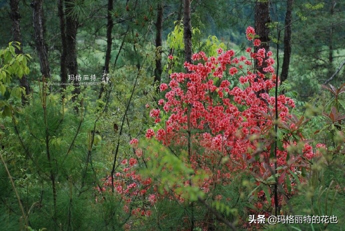 历史悠久的十大名花（海量美图），你选哪个做国花？
