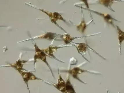 鱼类水产养殖需要哪些藻类,水产养殖显微镜下各种藻类