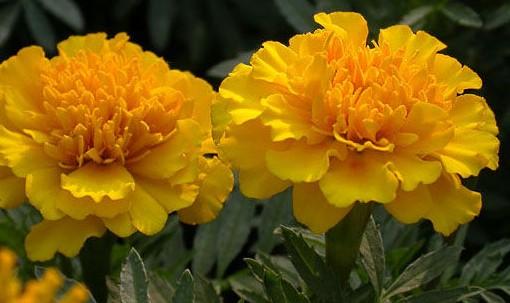 三分钟看懂阿联酋,带你看阿联酋