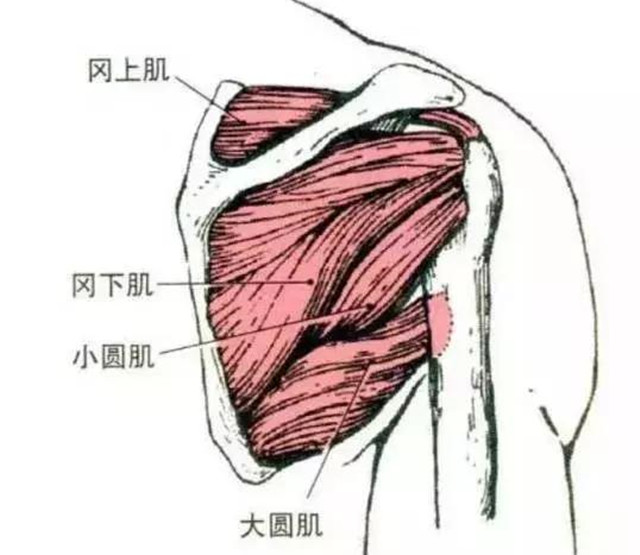露背怎么穿出美背效果,背肉肉多怎么练