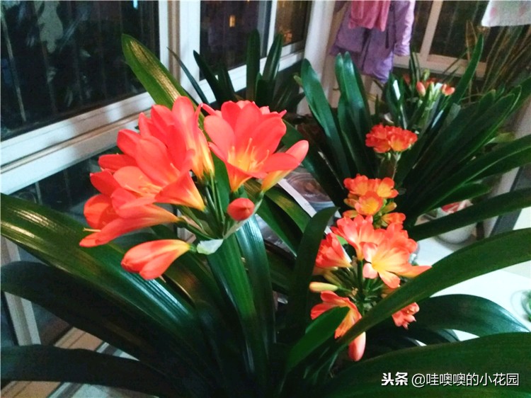 君子兰怎样浇水才能不烂根,养君子兰注意3点叶片肥厚不黄叶