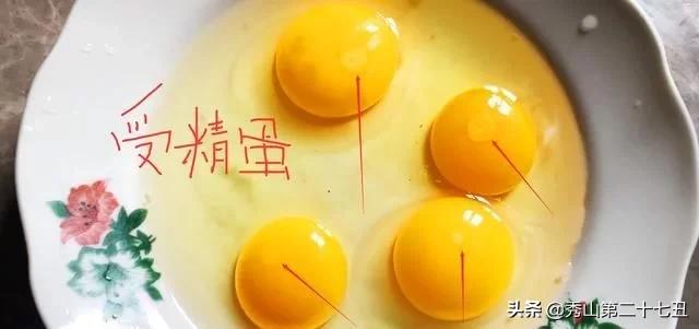 一万只土鸡卖柴鸡蛋年入百万,农村小伙养鸡一只鸡最贵卖1100元