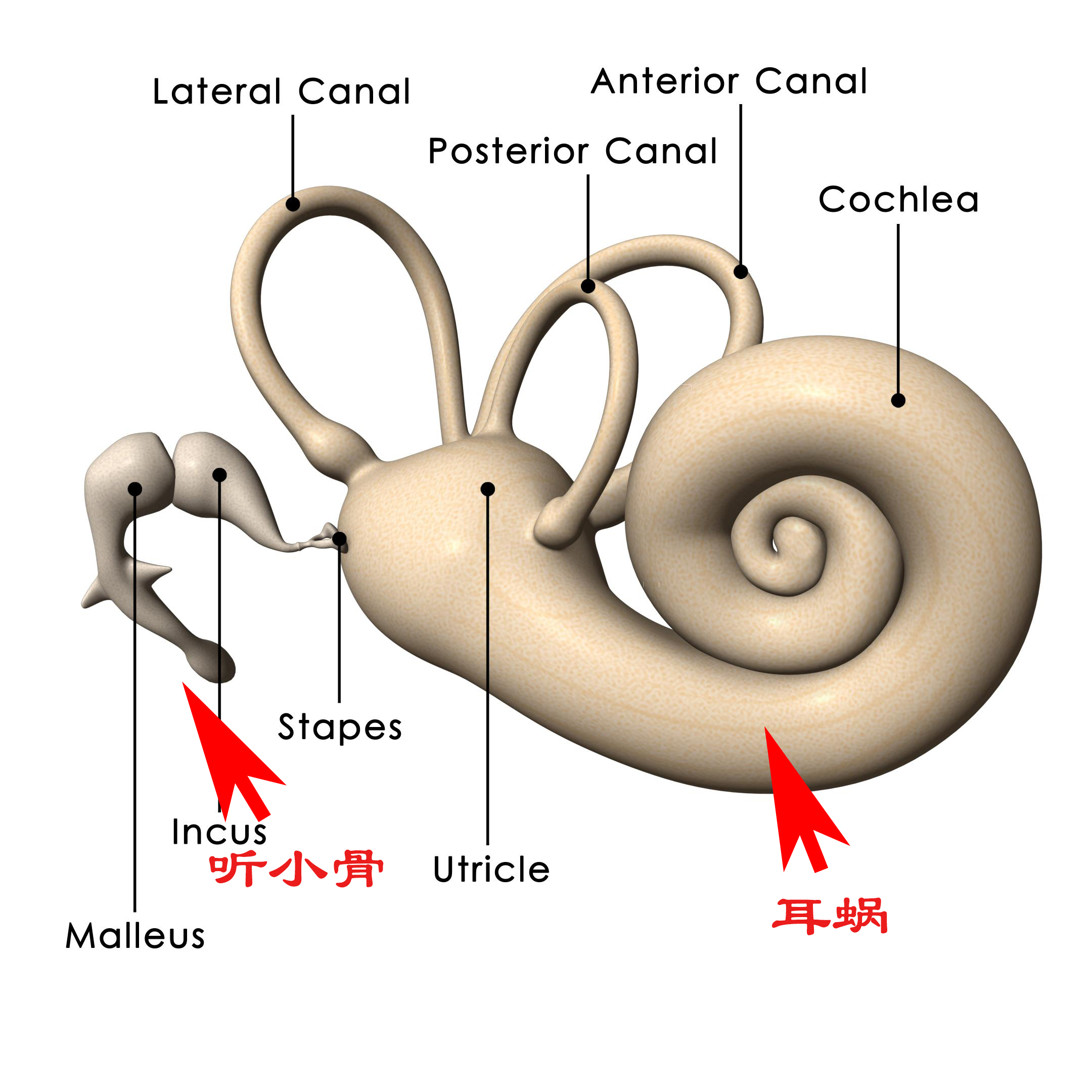 揭秘为什么听自己的声音会很奇怪,科普为什么录音中自己的声音很怪