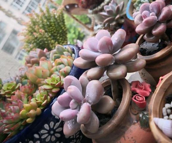 多肉根部化水怎么办,多肉杆子化水怎么回事