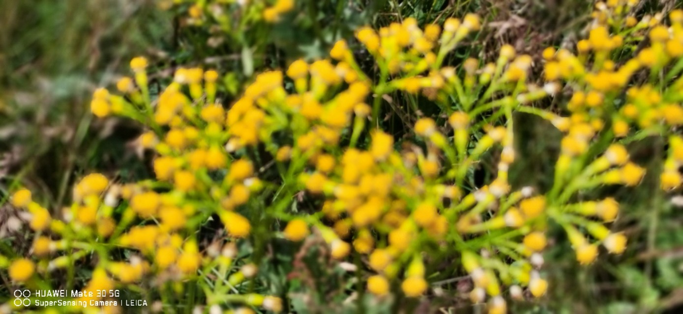 金阳之《天地精华》