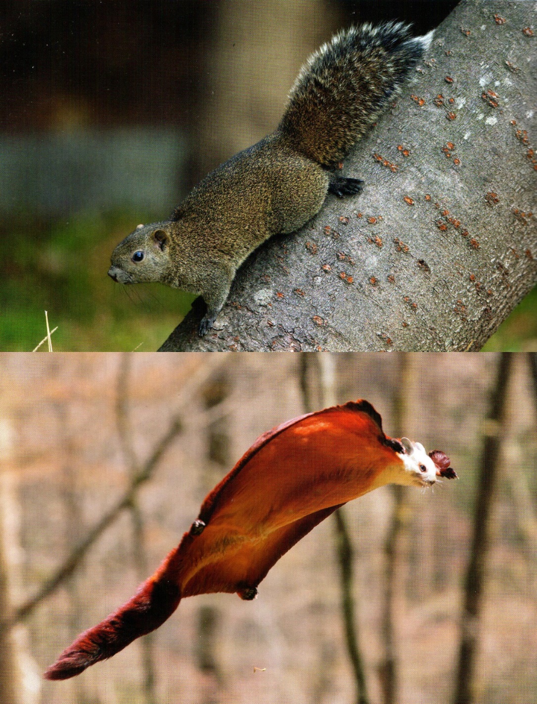 鼠的变异状况,鼠的性质特征有哪些变化