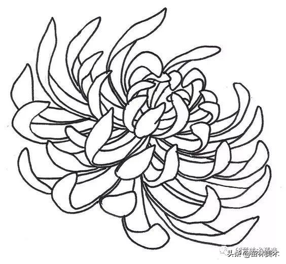 工笔花卉线稿和色稿,花卉白描线稿
