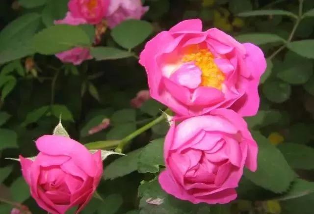 每天学习一点点花卉,100种常见玫瑰品种