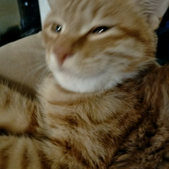 猫咪打完疫苗过敏,猫咪打完狂犬疫苗过敏