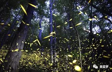 90后童年回忆布谷鸟叫,90后捕鸟