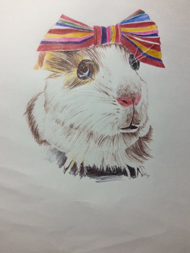 仓鼠食盆简笔画,仓鼠简笔画团子