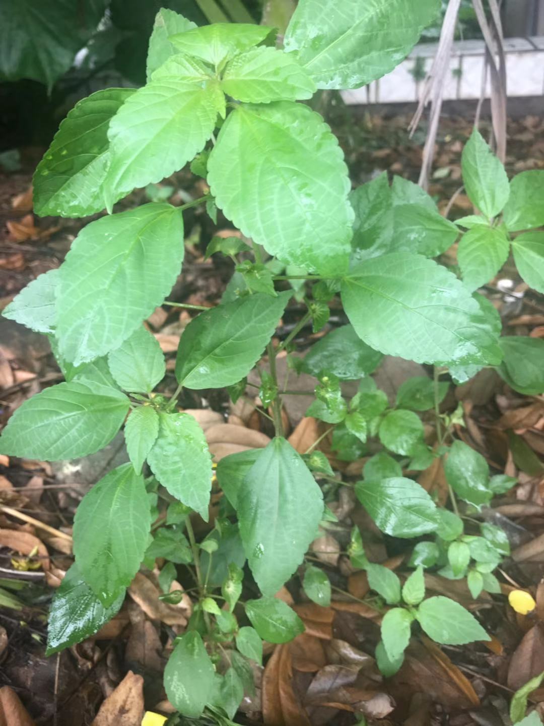 神奇的草药铁苋菜,中草药铁苋菜也叫血见愁