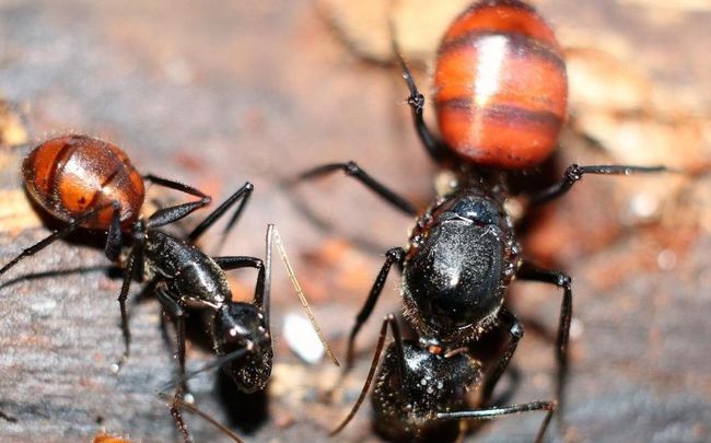 海关截获美国黑腹果蝇如何处理,海关查获美国邮寄果蝇包裹