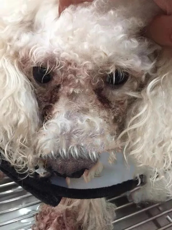 狗狗为什么有泪痕和红嘴巴,狗狗泪痕特别严重是什么原因