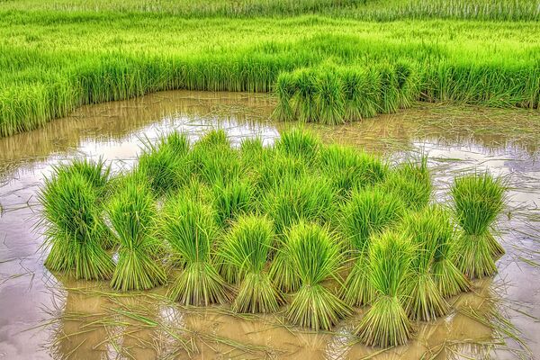 在老挝农村做种植养殖什么最赚钱,在农村创业养殖做什么生意能赚钱