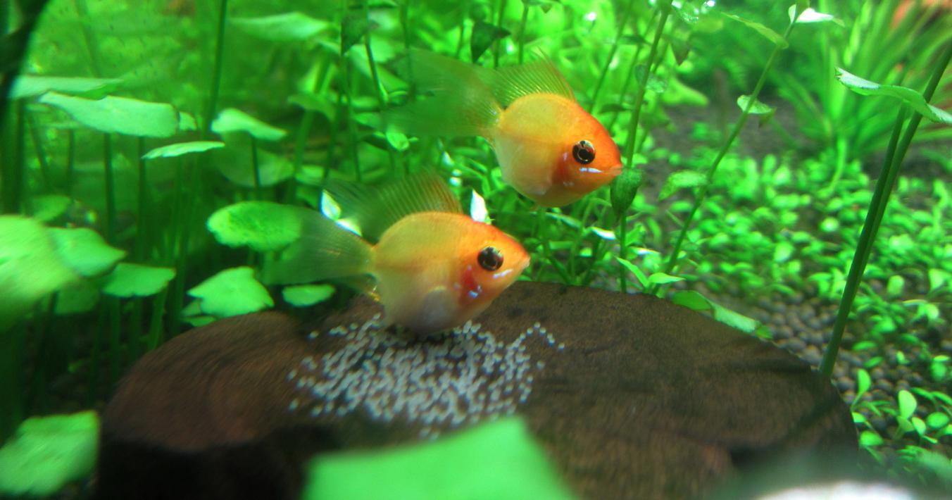 金波子好不好卖,金波子和什么鱼一起养