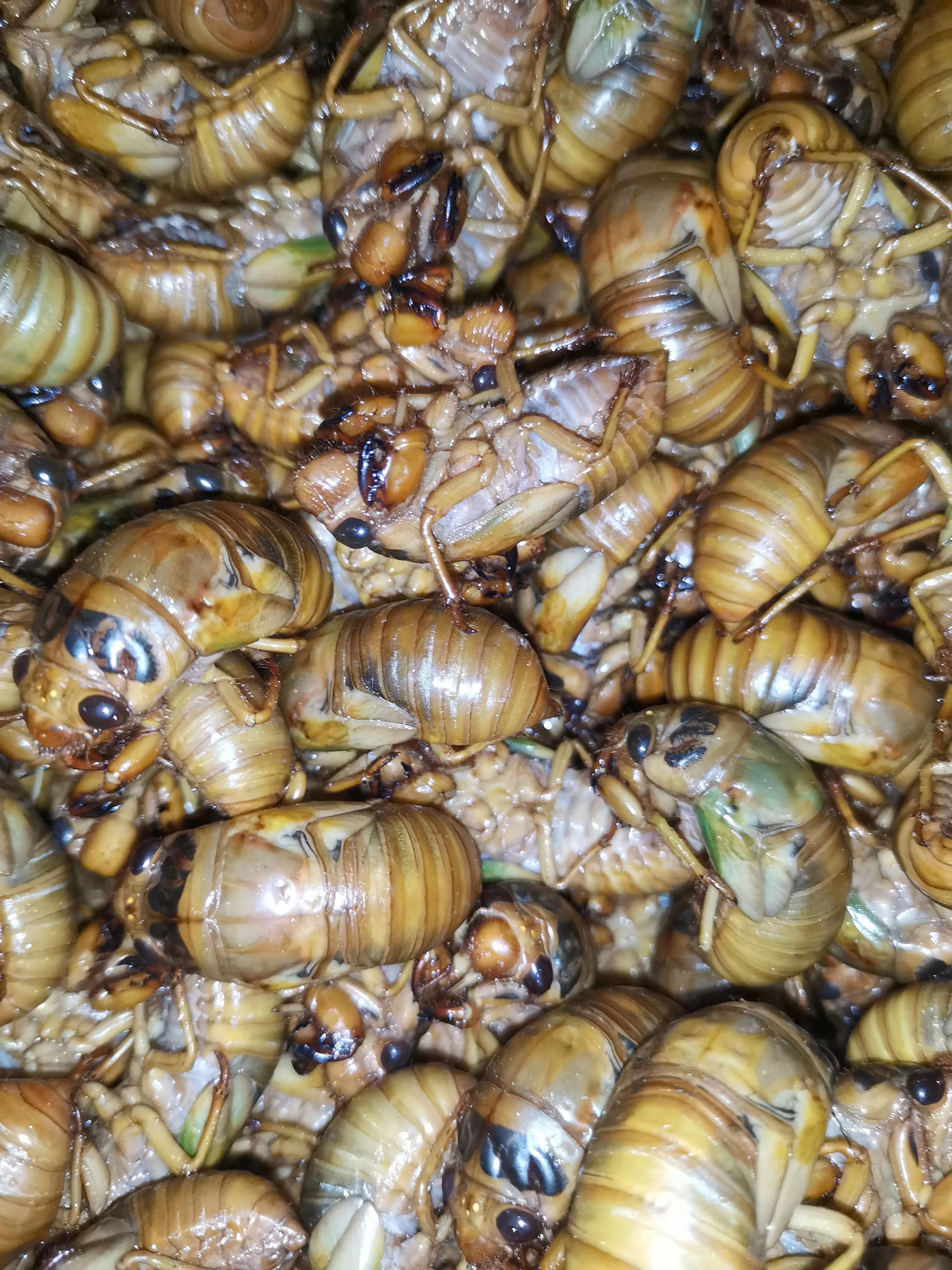 金蝉养殖技术视频,金蝉养殖实用技术论文