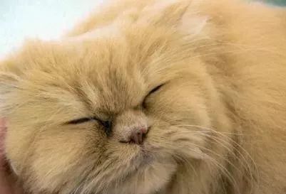 怎么治疗猫咪黑下巴,怎么防止猫咪下巴毛变黑