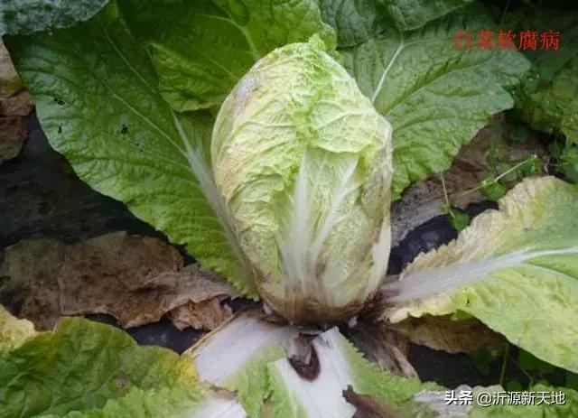 真菌细菌病害区别,作物真菌和细菌识别方法