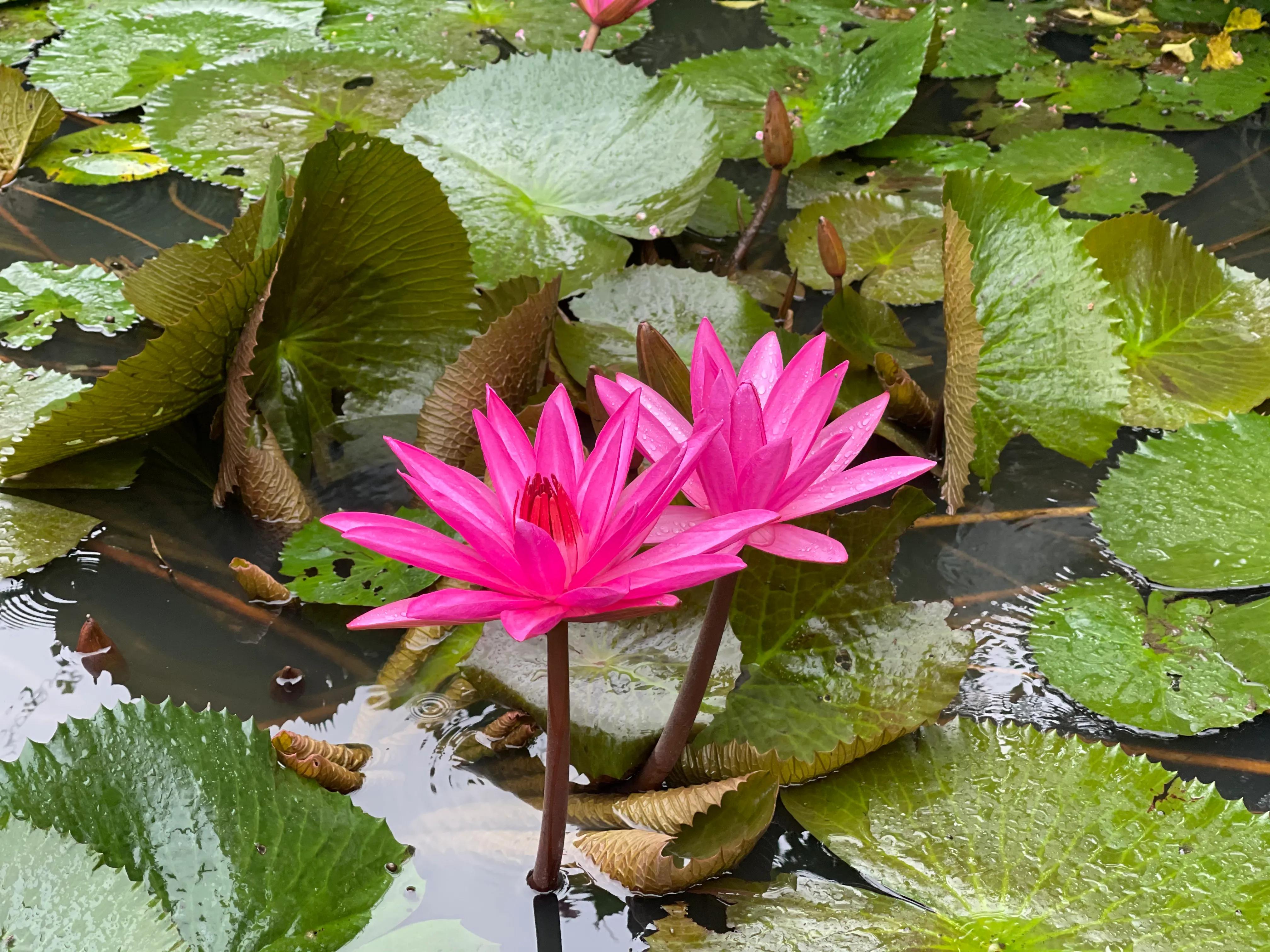 大象吃什么东西啊,大象吃冰激凌吃着吃着就吐了