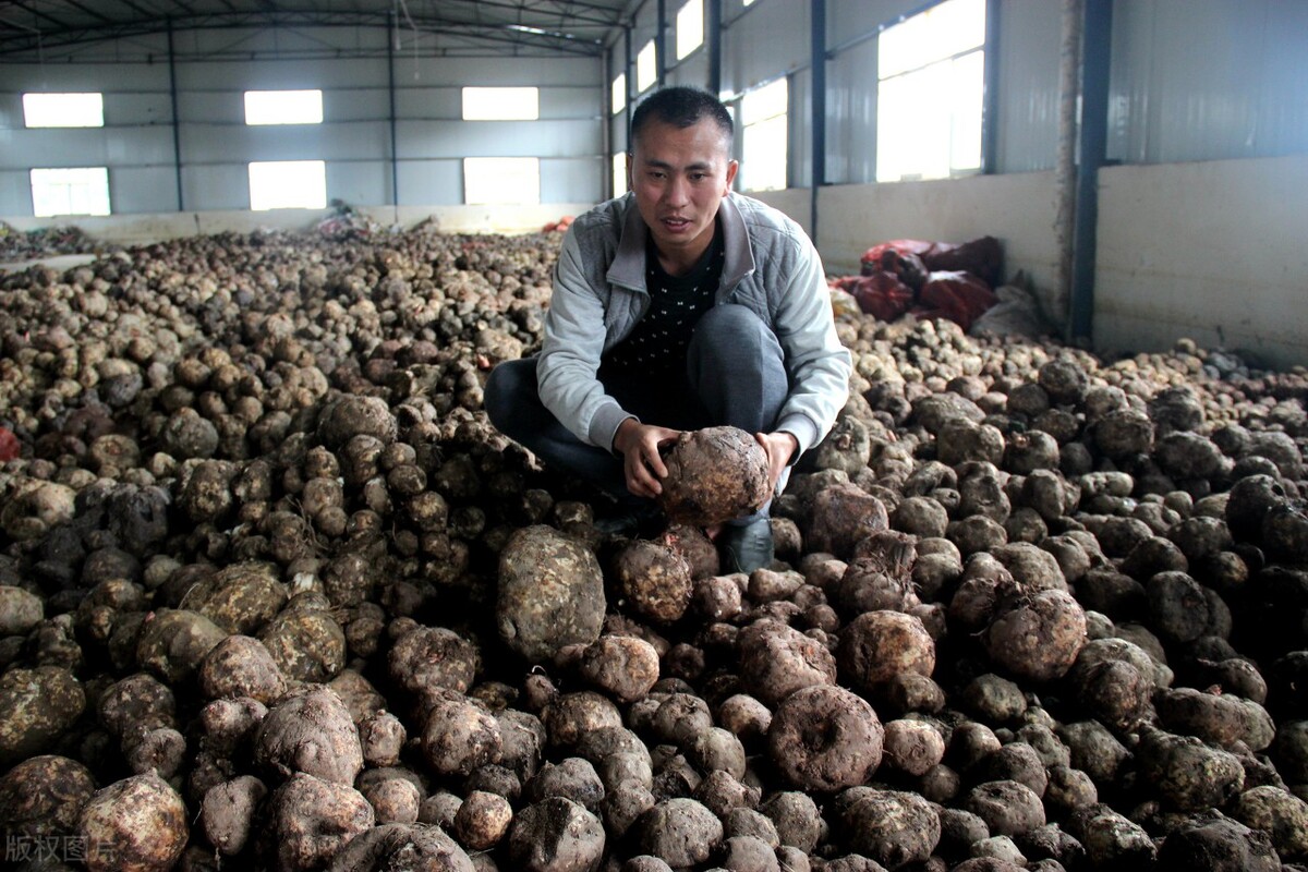 人工种植魔芋一亩能产多少斤,魔芋种植暴利吗
