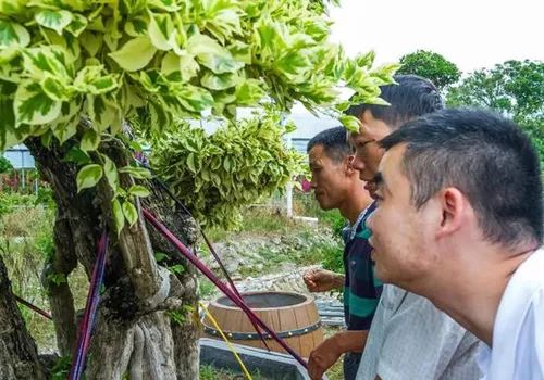 农村致富的10个门路,农村山沟适合做什么生意