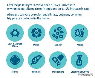猫咪总挠痒痒就是有跳蚤？4招搞定猫咪瘙痒问题