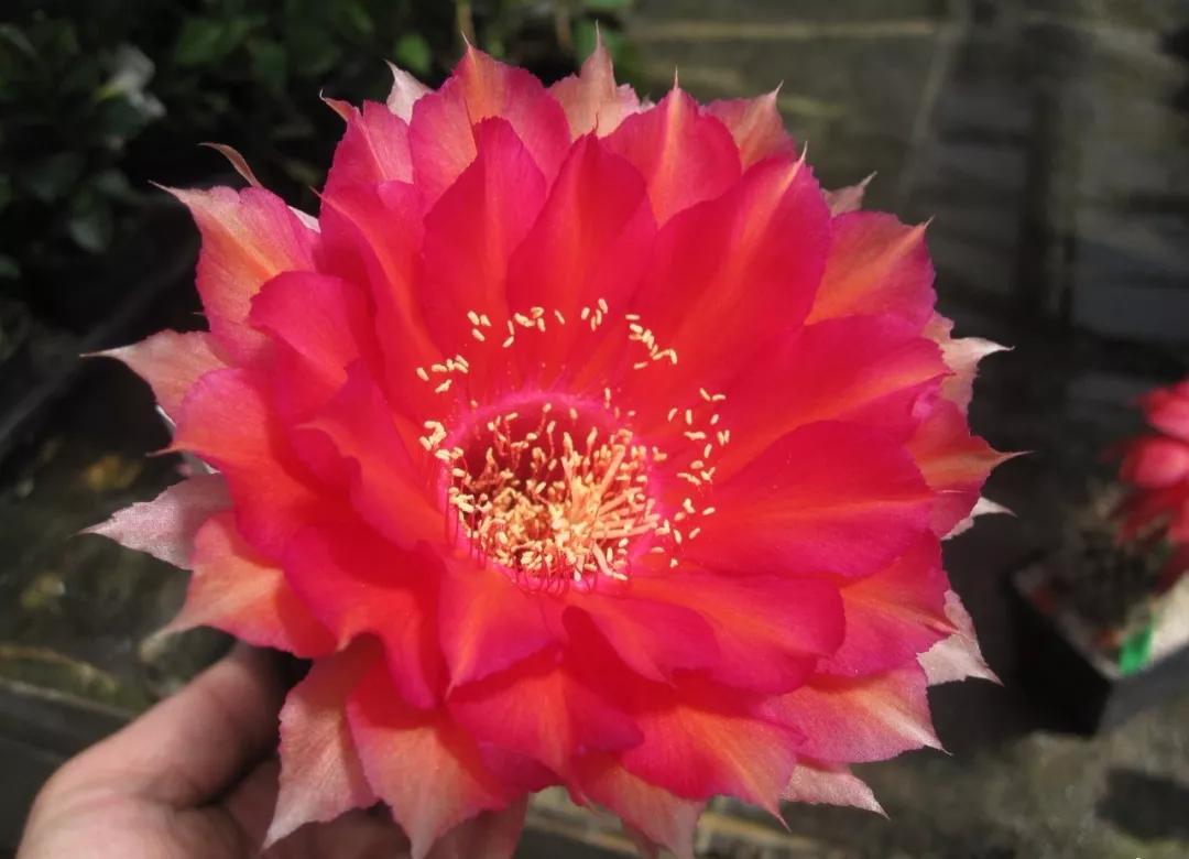 100种仙人球花图片,100种仙人球的品种视频