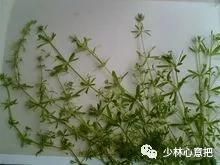 动物中药功效大全,中药药材大全及功效