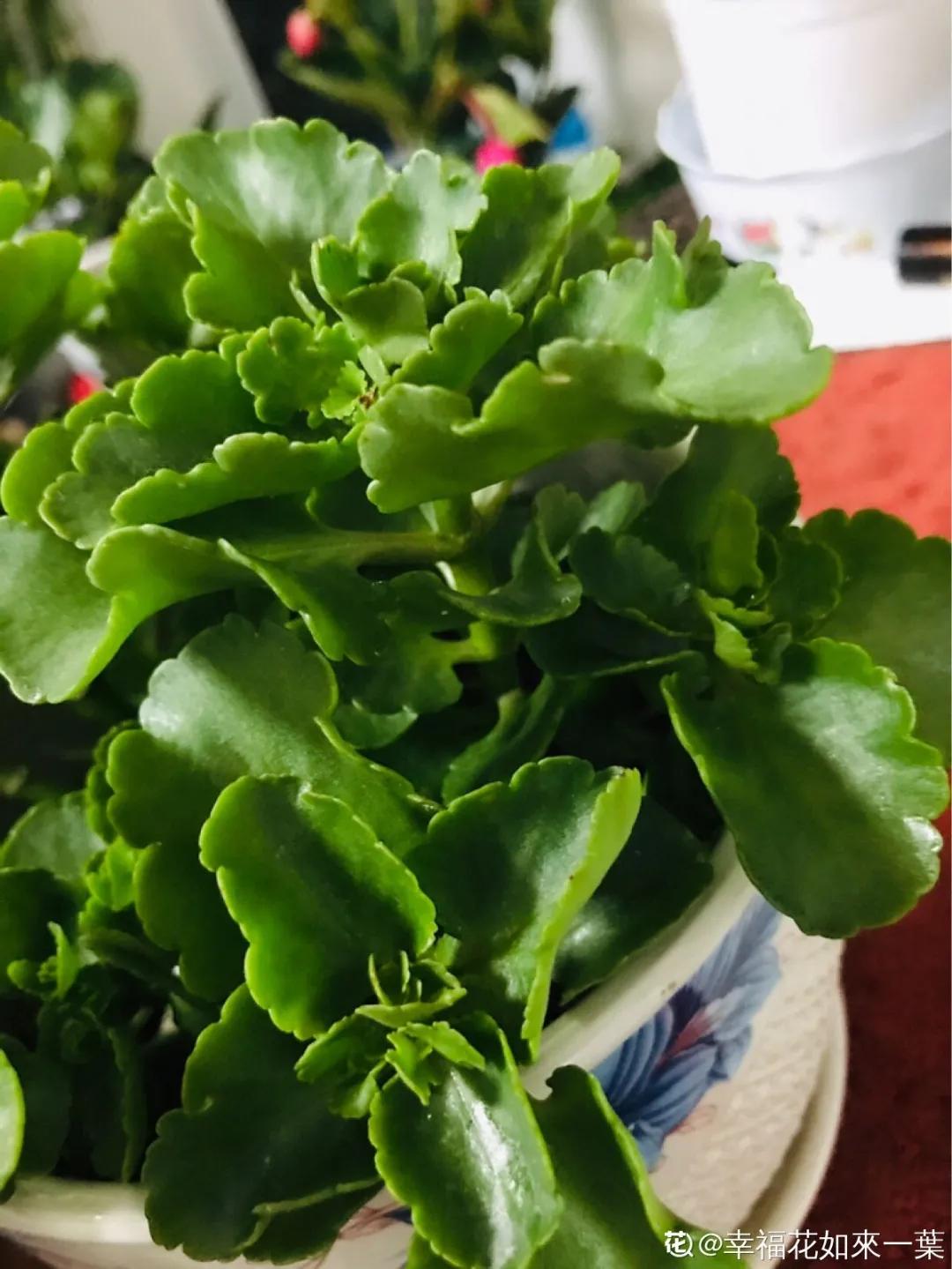 扦插花的养殖方法和技巧,养花扦插有妙招多肉