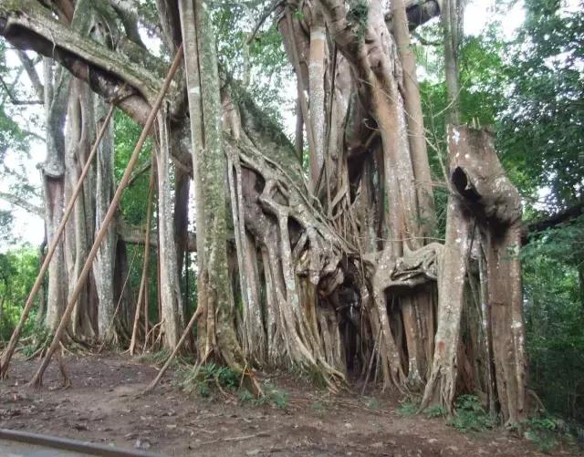 我国很多成语与植物有关,汉语成语中的植物文化