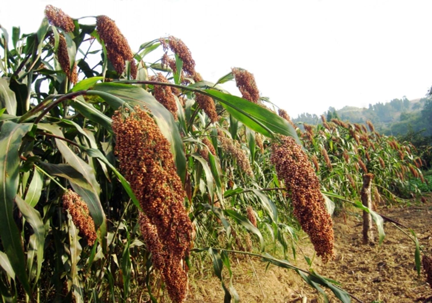 高粱的种植技术要点有哪些,春播高粱比夏播高粱高产吗