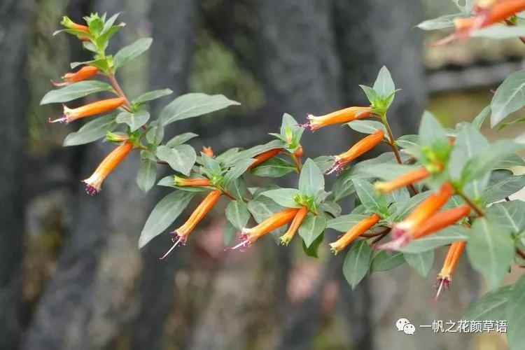 细叶萼距花耐寒吗,细叶萼距花喜光喜阴