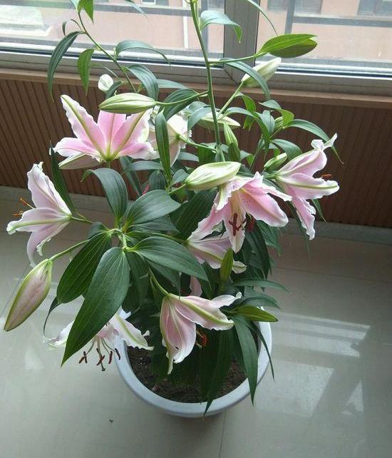 养花指南香水百合,香水百合怎么养花不容易枯萎