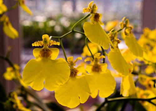 鲜花插花技巧专业术语,插花常见鲜花名称大全