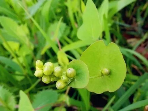 那些常见却叫不上名字的野花野草,常见的野花野草却是农家之宝