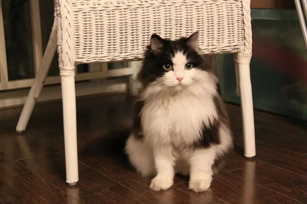 最受欢迎的猫品种前十名,国内最受欢迎的6种猫咪橘猫