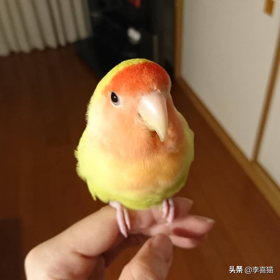 辟谣：鹦鹉虽然很可爱但不是所有的都能养，喜欢的话可以养这三种