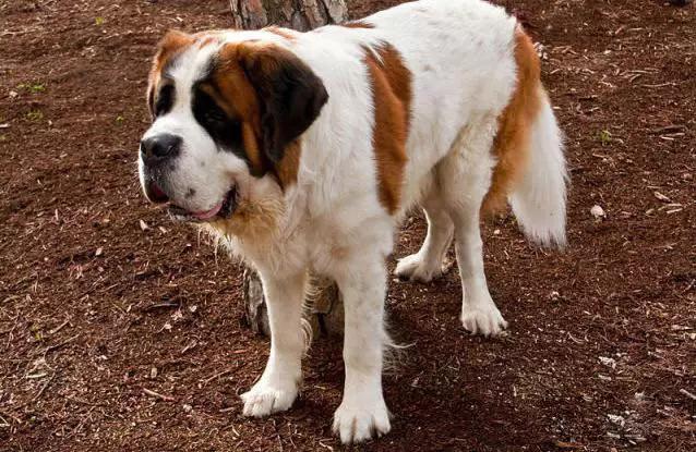 45种狗狗,45种狗类