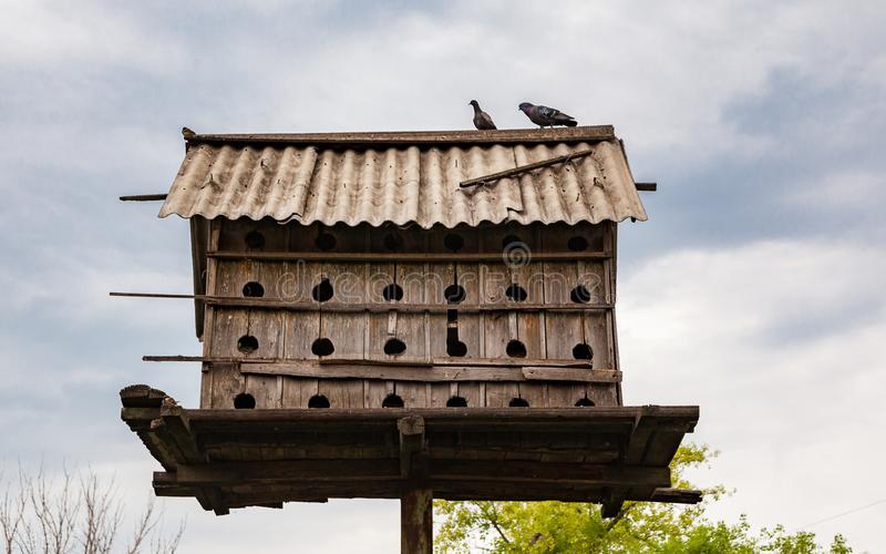 赛鸽名家的养鸽小技巧视频,工薪鸽友养鸽秘籍
