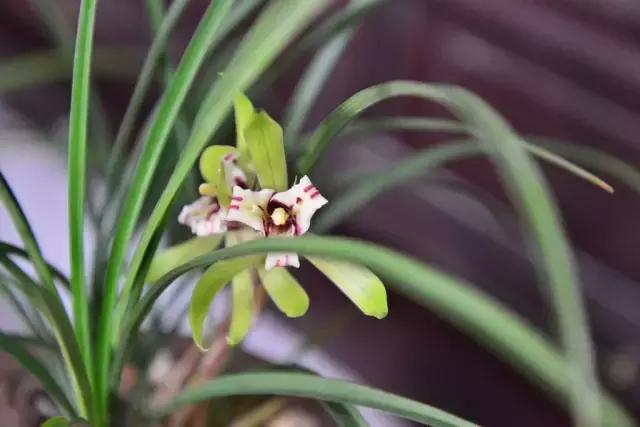 兰花生病长虫怎么办？养兰必知的病虫害和防治方法