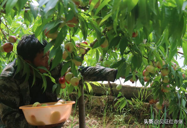 高堡油桃,红寺堡油桃采摘