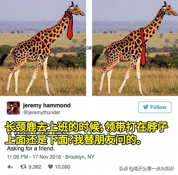 长颈鹿动物冷知识,长颈鹿有趣冷知识