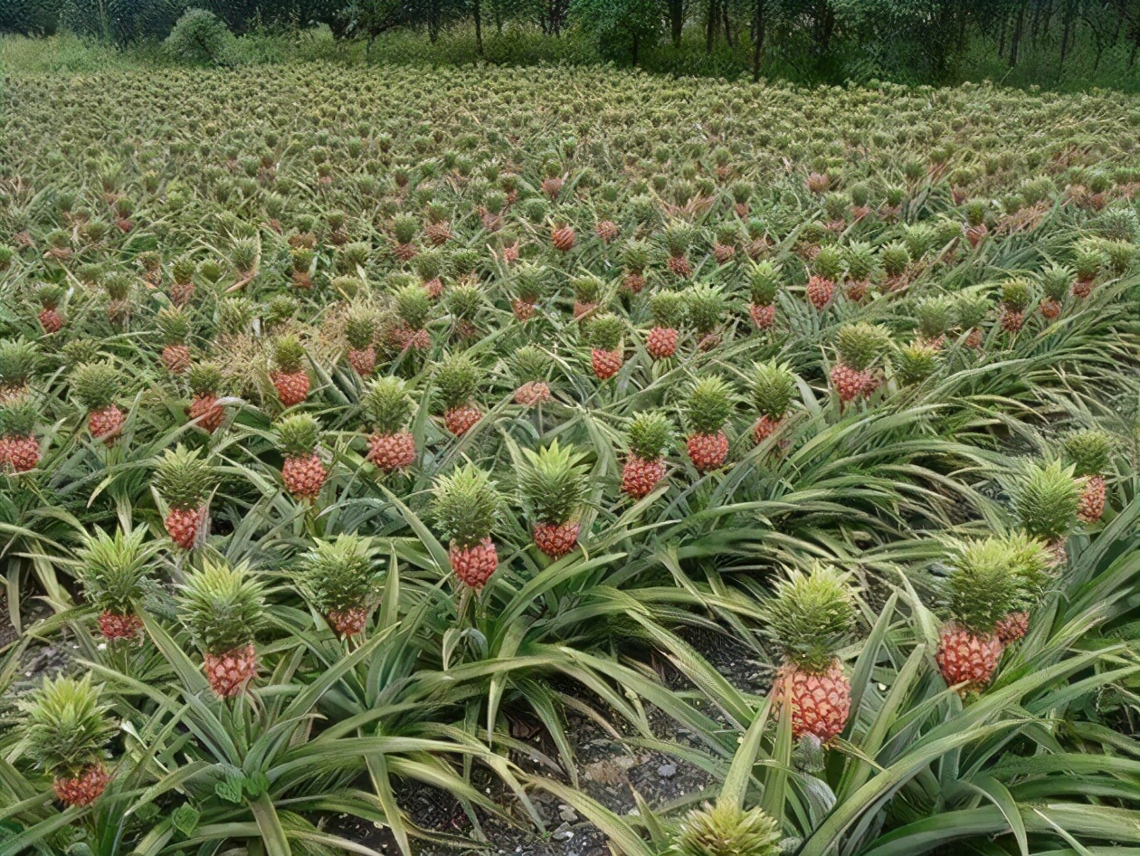 25张活久未见的历史照片,35张活久见的照片