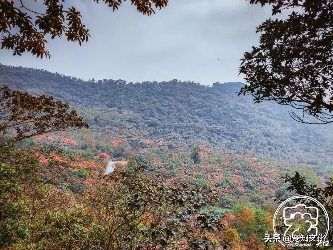 广州南沙黄山鲁森林公园攻略,广州附近可以带宠物的旅游景点
