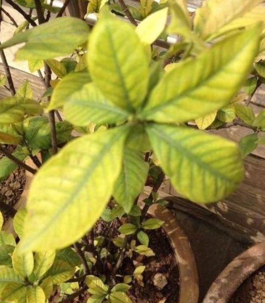 栀子花不开花叶子泛黄枯萎怎么办,小叶栀子花叶稍稍泛黄是什么原因